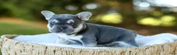 French Bulldog dogs for sale: Denver - Blue & Tan - Ad 3