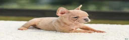 French Bulldog dogs for sale: Iron - Ad 8