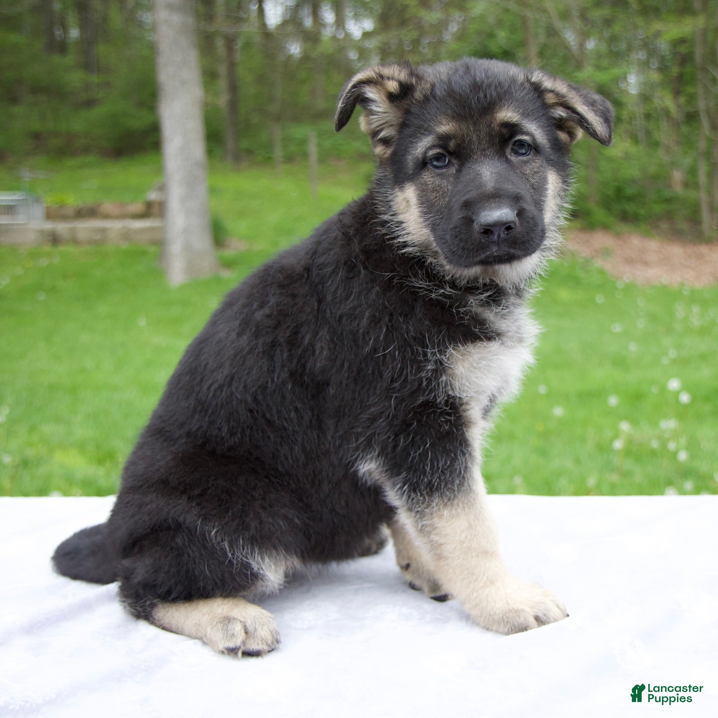 German Shepherd dogs Iris - Ad 2
