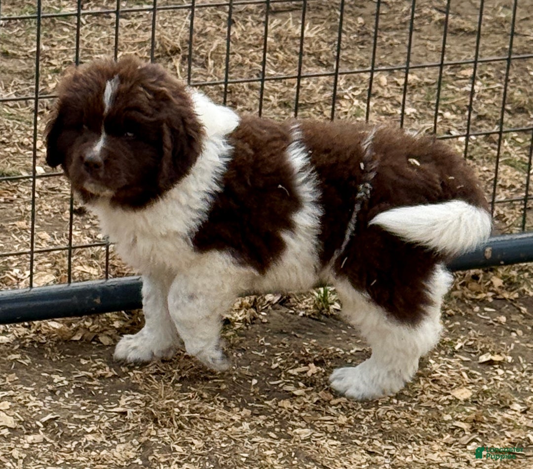 Newfoundland dogs for sale: Dancer  - Ad 4