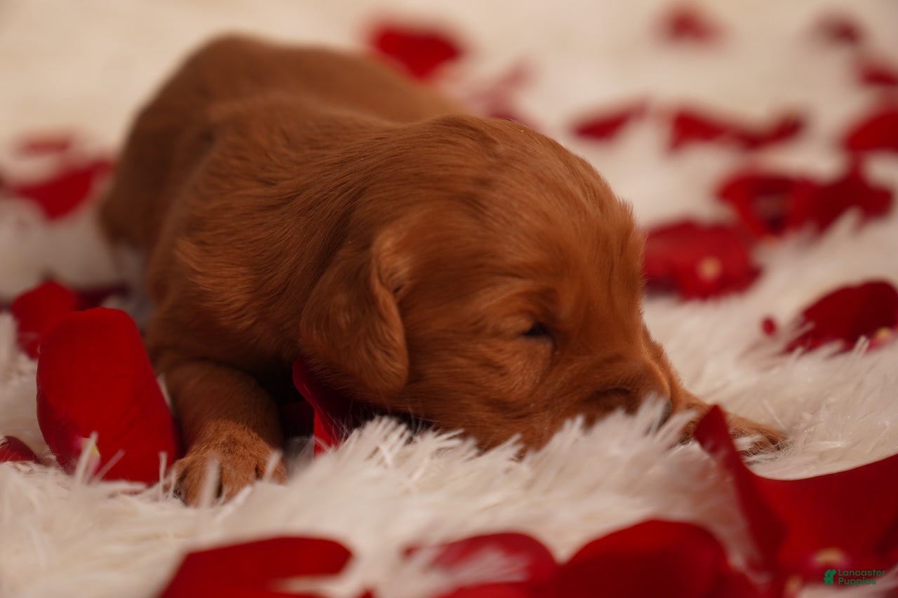 Golden Retriever dogs Cam - AKC, Genetically Clear - Ad 7