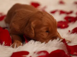 Golden Retriever dogs Cam - AKC, Genetically Clear - Ad 7