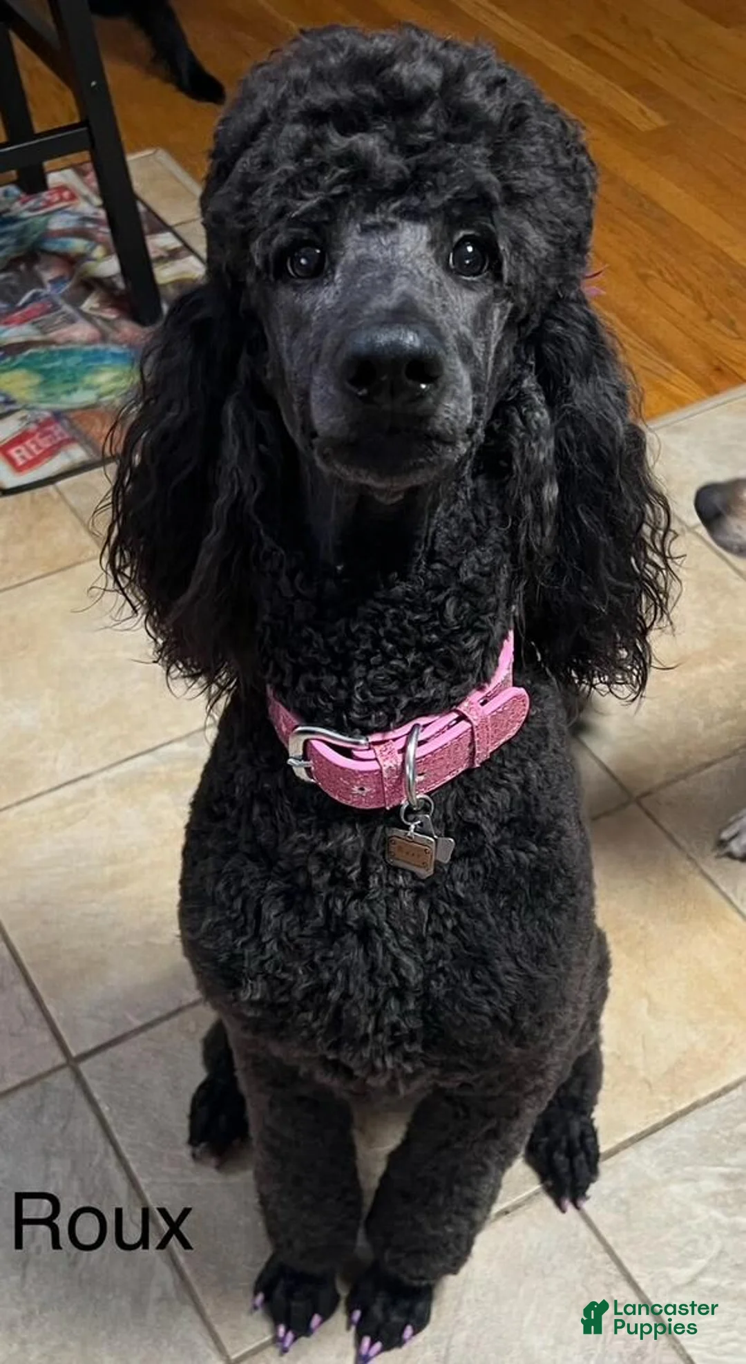 Gallery Image {{count}}