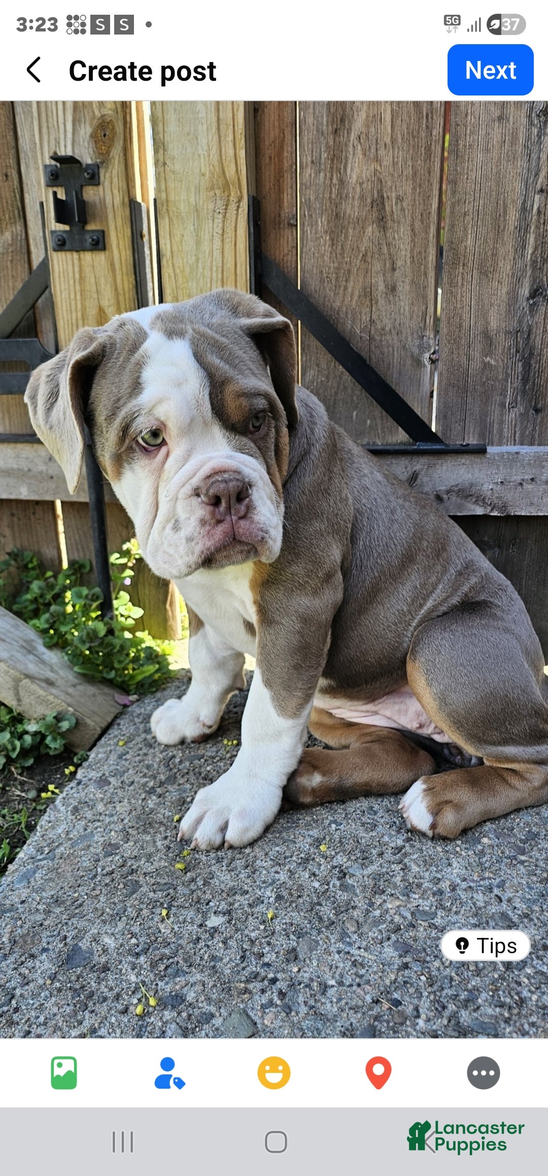 Olde English Bulldogge dogs Dudley Bulldogges Daisy - Ad 12
