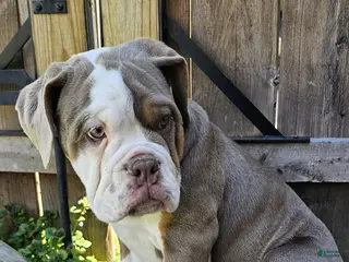 Olde English Bulldogge dogs Dudley Bulldogges Daisy - Ad 2