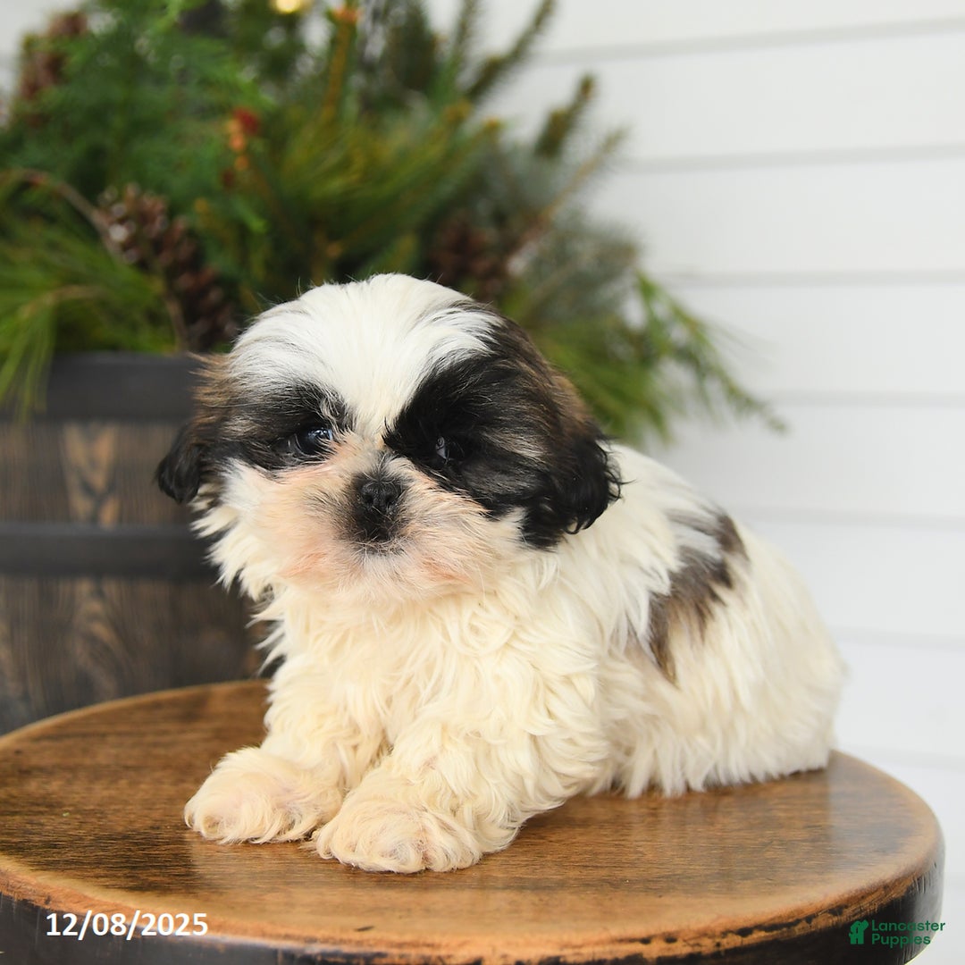 Shih Tzu dogs for sale: Muffin - Ad 3