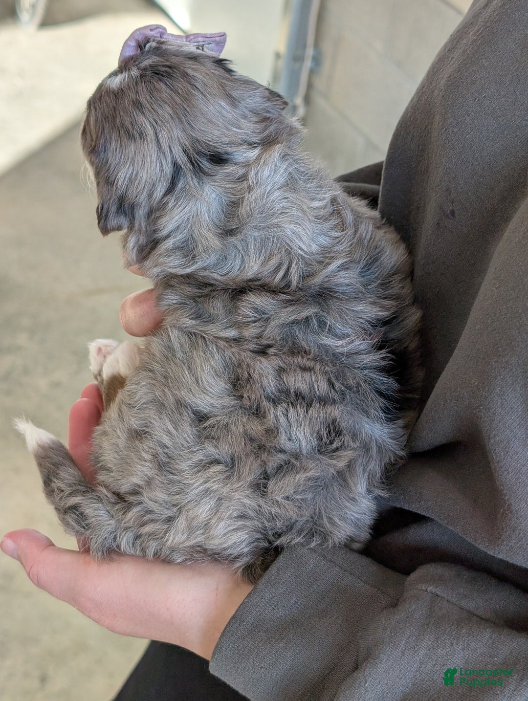 Mini Bernedoodle dogs for sale: Mini Daisy  - Ad 7