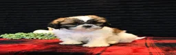 Shih Tzu dogs for sale: Benny - Ad 5