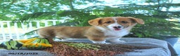 Welsh Corgi Pembroke dogs for sale: Merlin - Ad 4