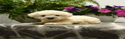 Bichon Frise dogs for sale: Bubba - Ad 5