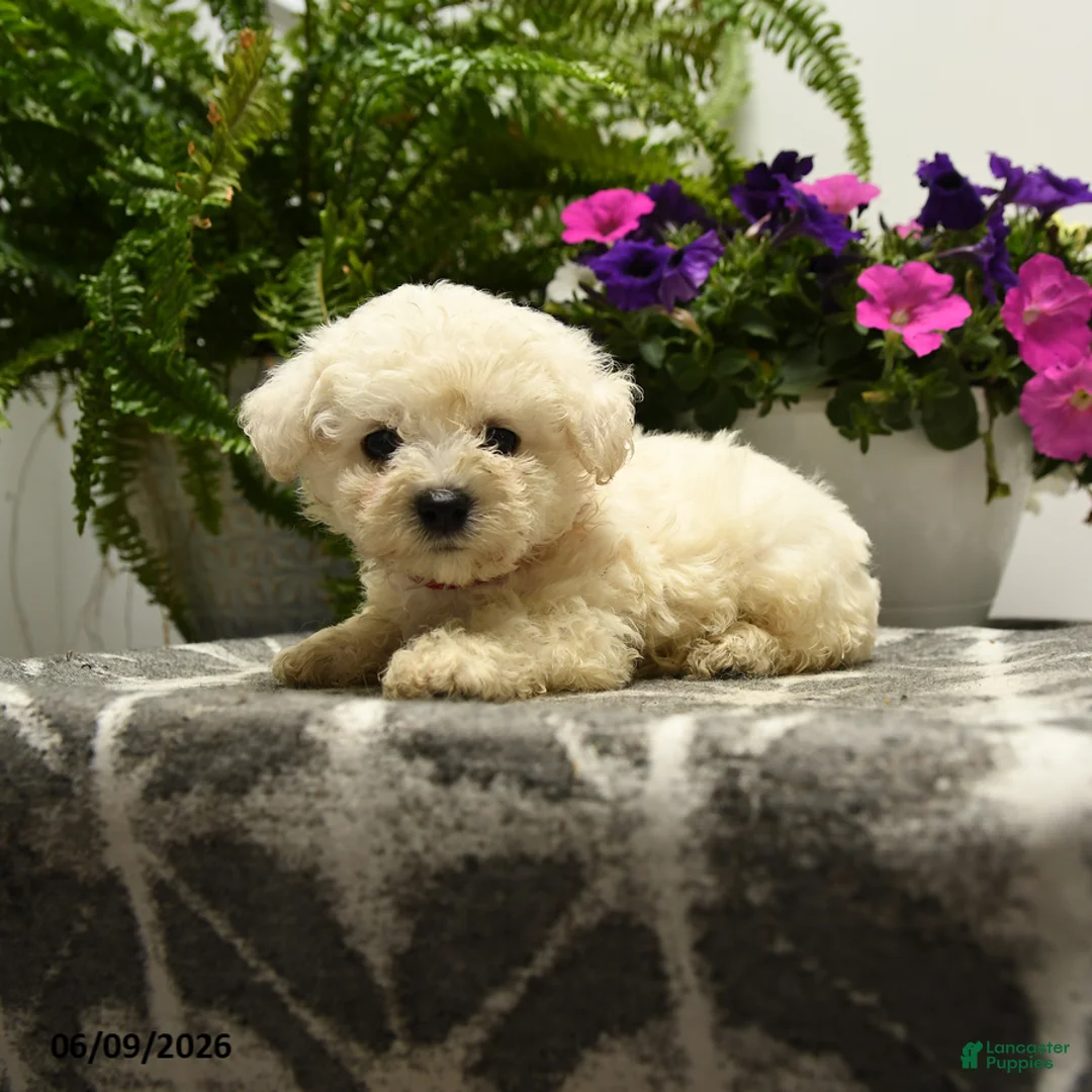 Bichon Frise dogs for sale: Bubba - Ad 5