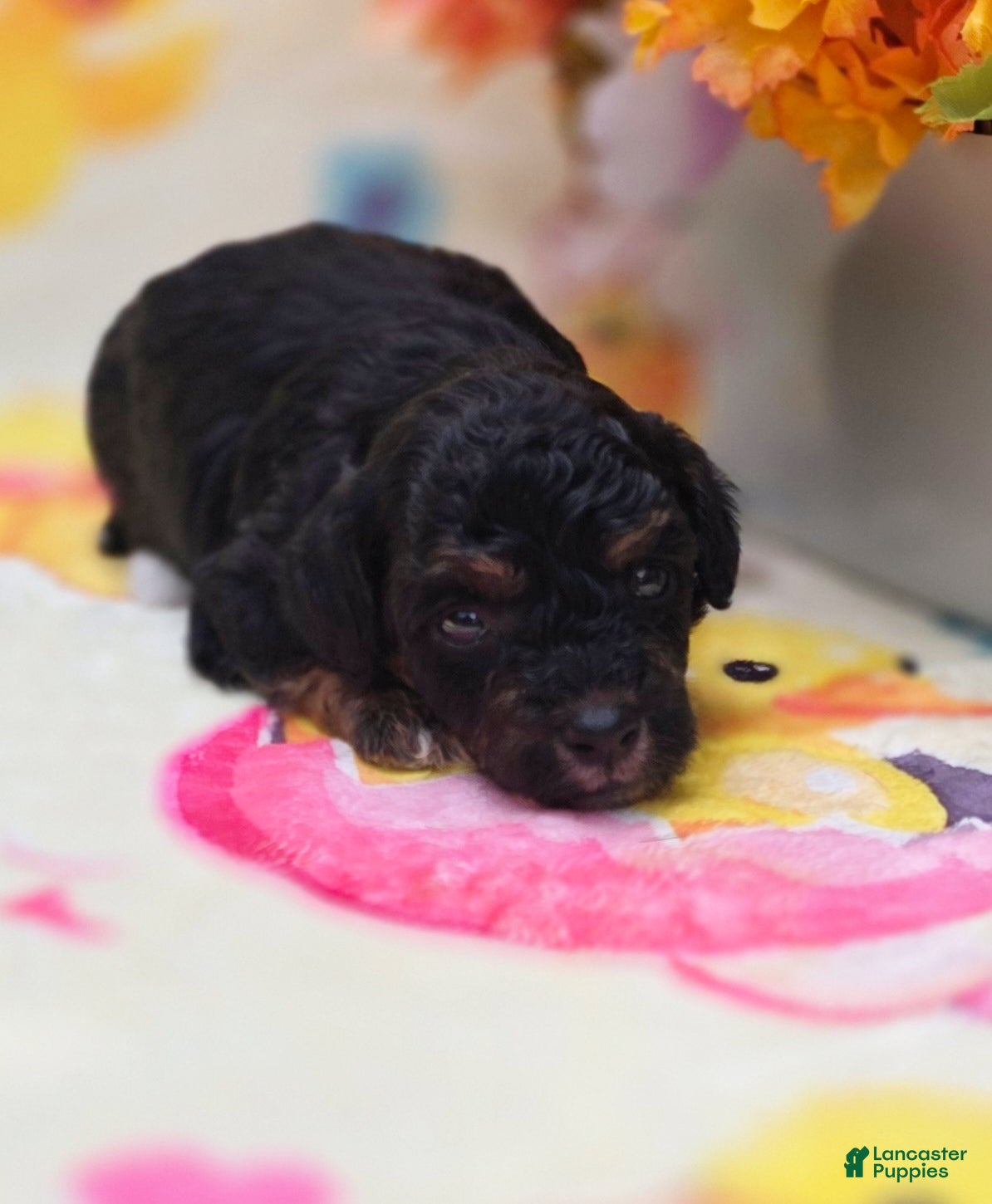 Yorkiepoo dogs Henry - Ad 17