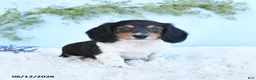 Miniature Dachshund dogs for sale: Krystal - Ad 4
