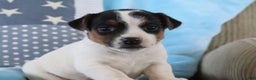 Jack Russell Terrier dogs for sale: Sabrina  - Ad 1