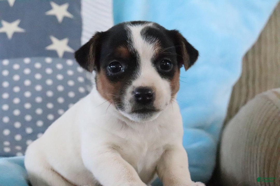 Jack Russell Terrier dogs for sale: Sabrina  - Ad 1
