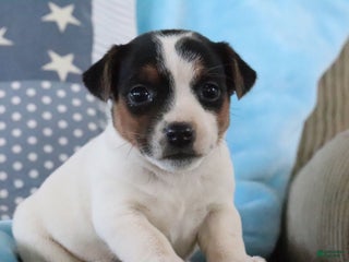 Jack Russell Terrier dogs Sabrina - Ad 39