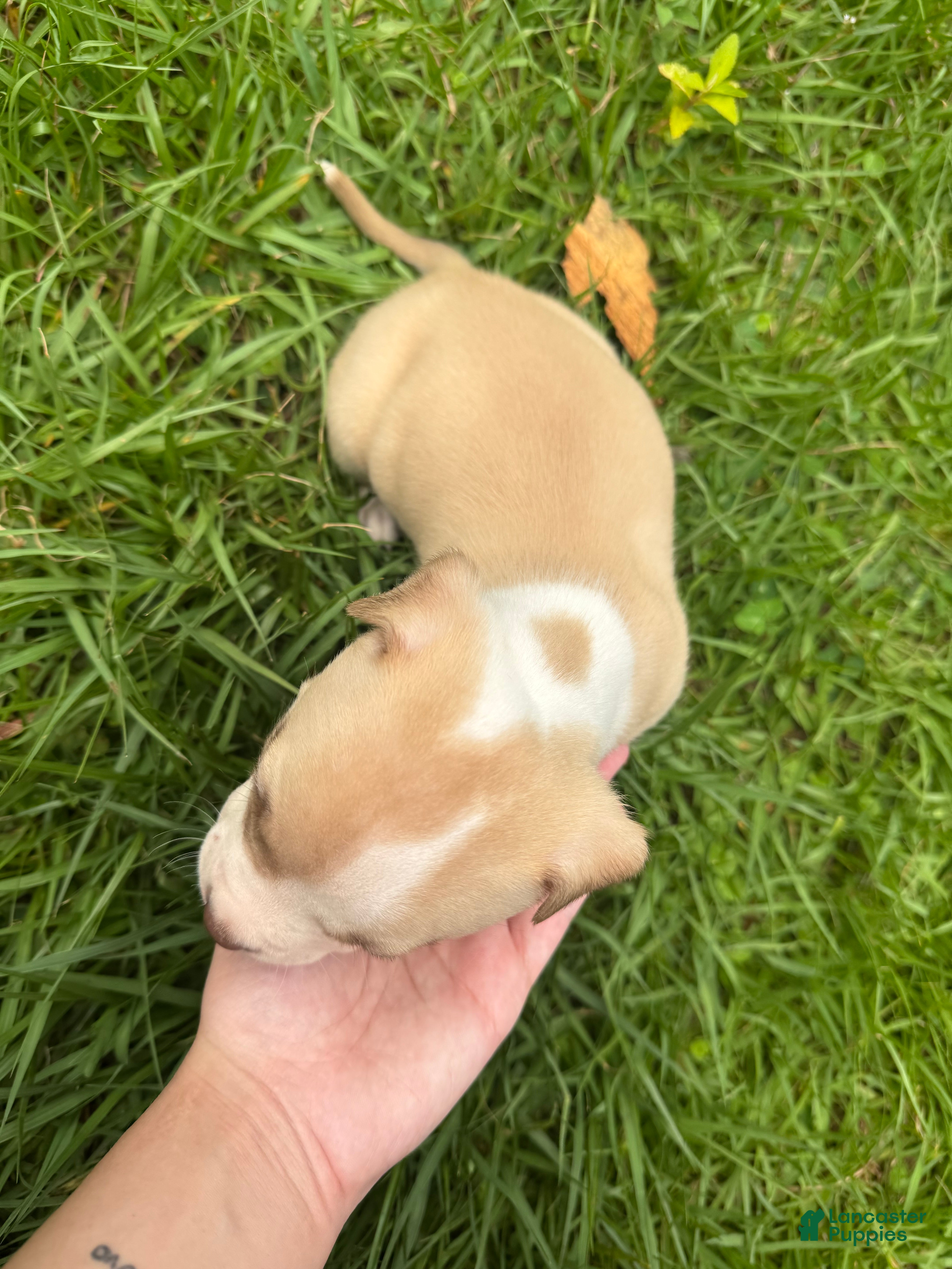 American Pit Bull Terrier dogs American Pit Bull Terrier Puppy 1 - Ad 2