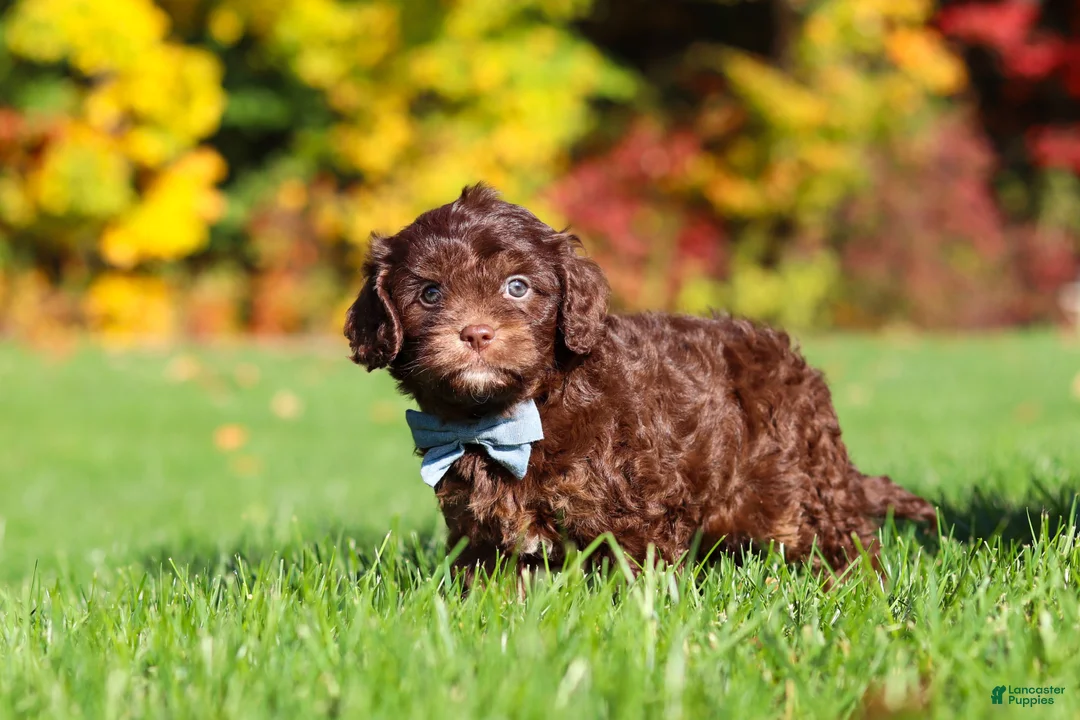 Cavapoo dogs for sale: Rusty - Ad 1