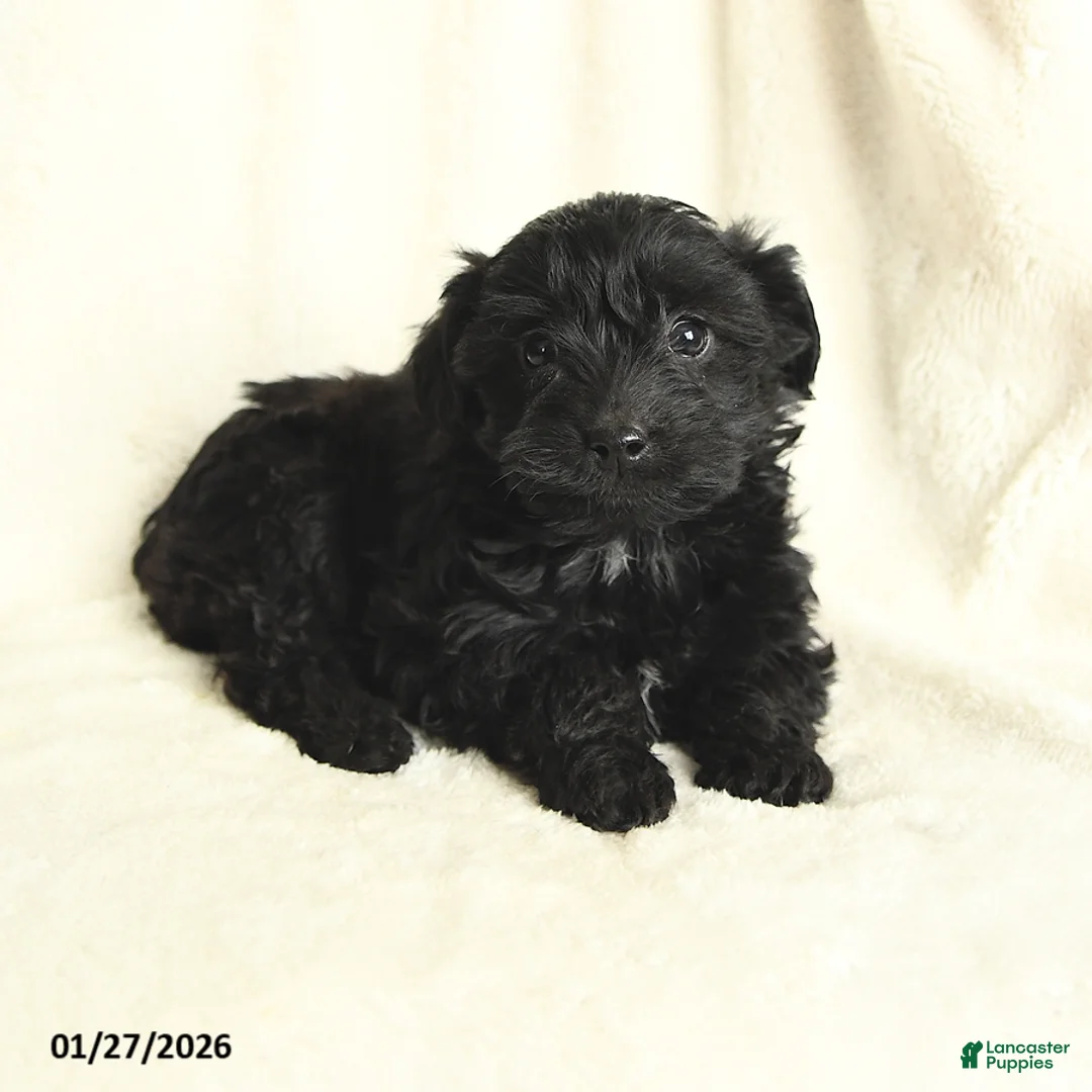 Yorkiepoo dogs for sale: Daisy - Ad 3