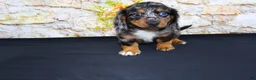 Miniature Dachshund dogs for sale: Avery - Ad 13