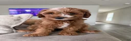 Cavapoo dogs for sale: Puppy 1 - Ad 2