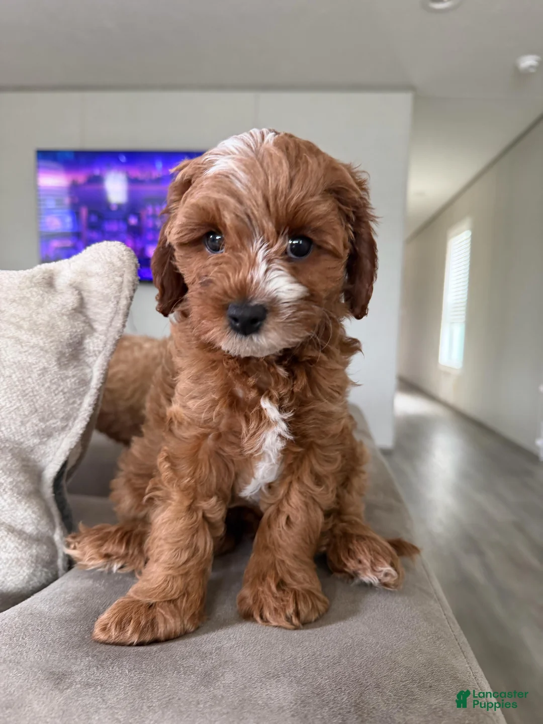 Cavapoo dogs for sale: Puppy 1 - Ad 2
