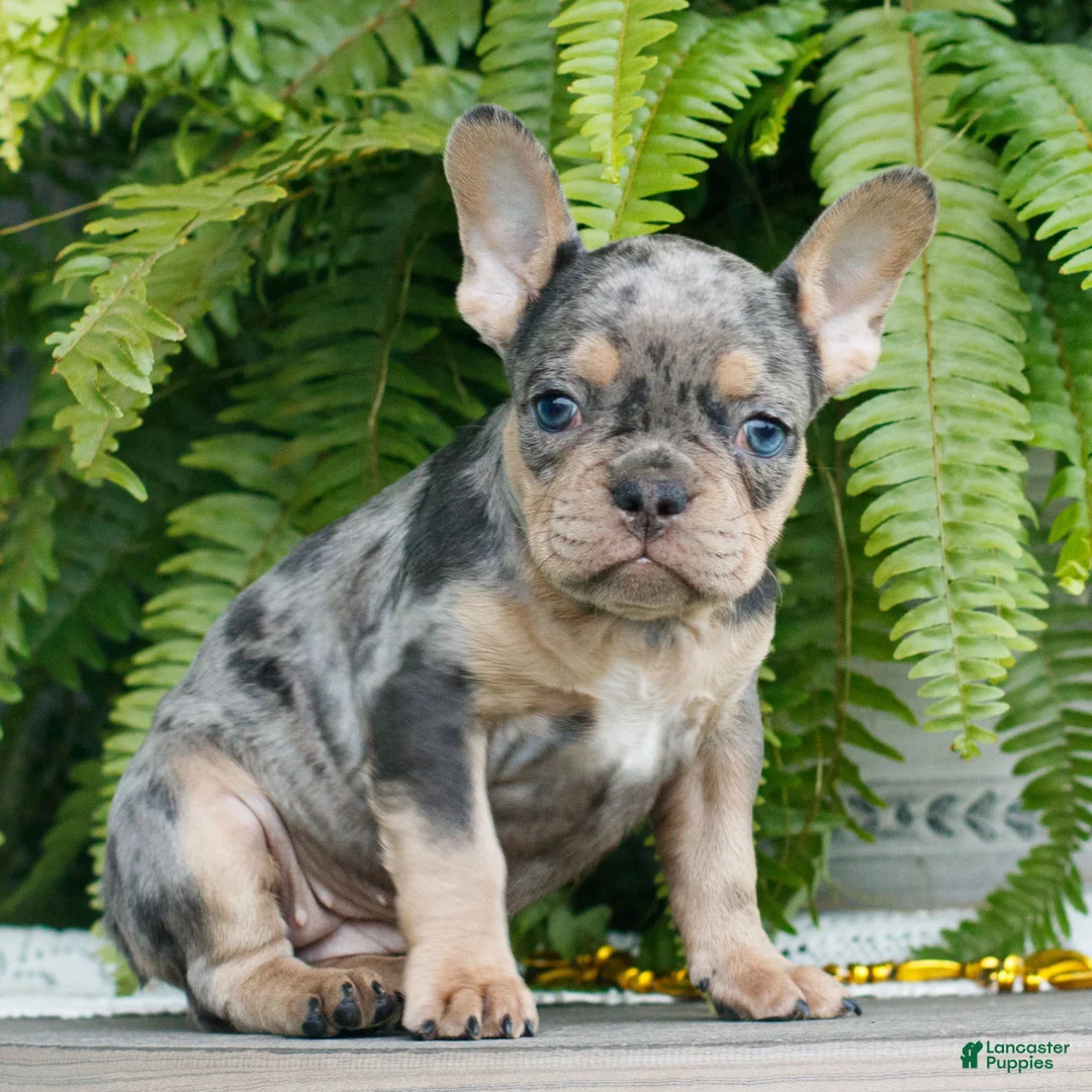 French Bulldog dogs for sale: Lily  - Ad 1