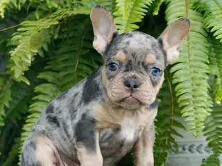 French Bulldog dogs for sale: Lily - Ad 1