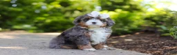 Mini Bernedoodle dogs for sale: Sadie - Ad 6