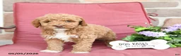 Miniature Poodle dogs for sale: Lollipop - Ad 4