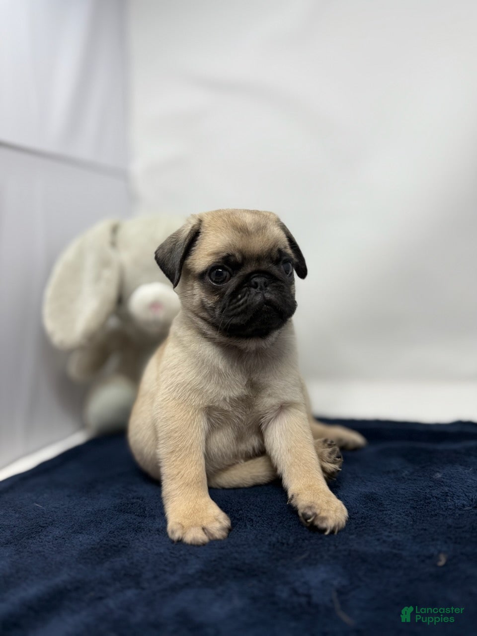 Pug dogs Rumble - Ad 1