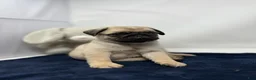 Pug dogs for sale: Rumble - Ad 1
