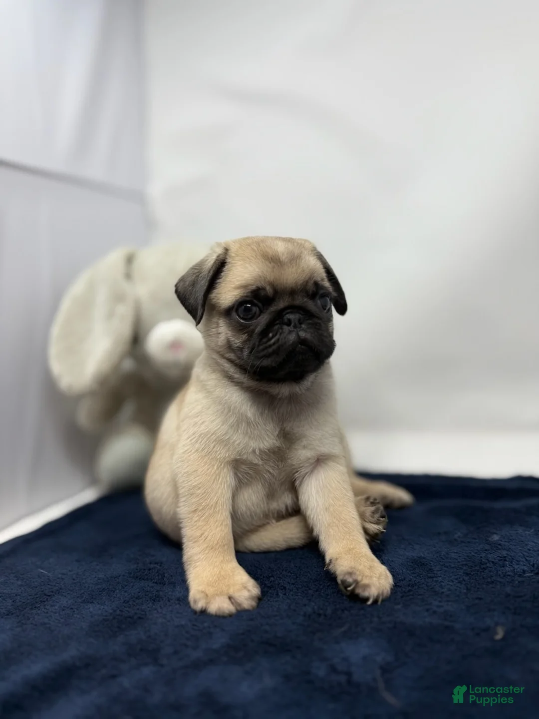 Pug dogs for sale: Rumble - Ad 1