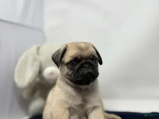 Pug dogs for sale: Rumble - Ad 1