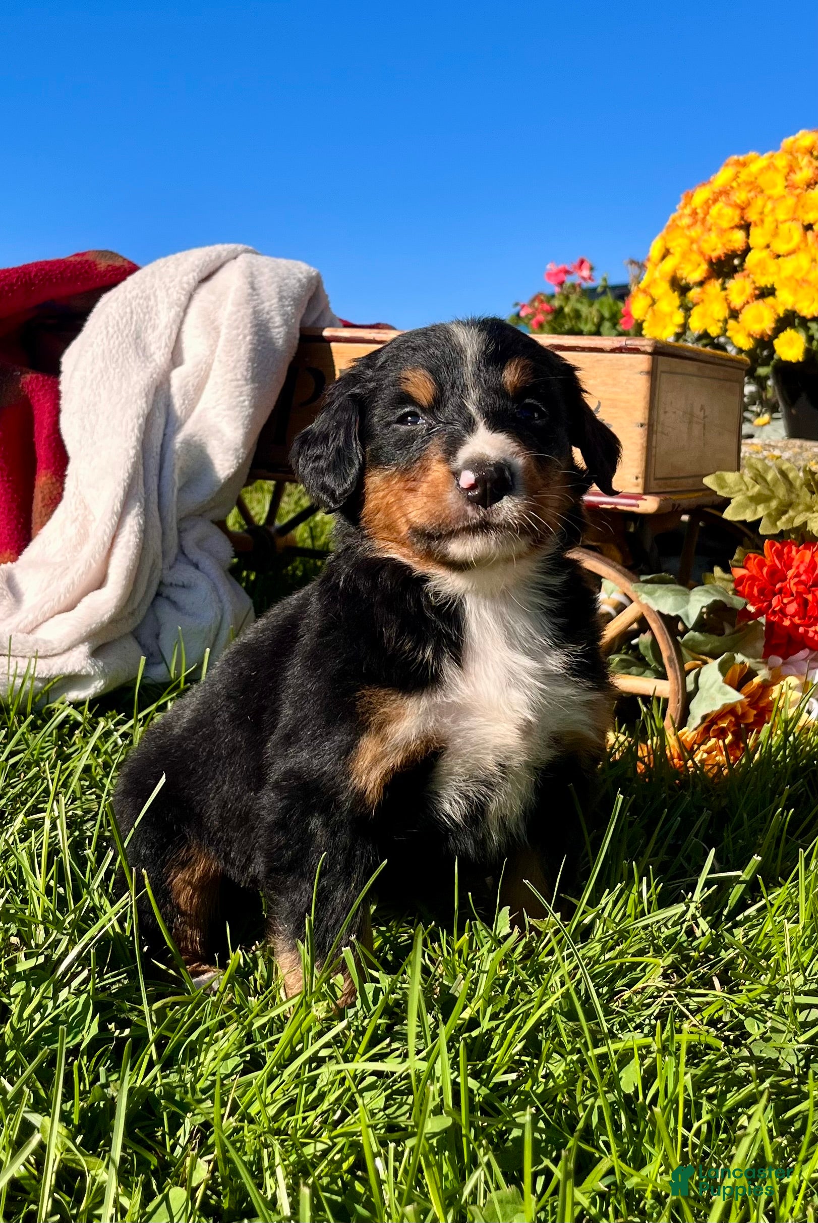 Bernese Mountain Dog dogs Rosalie❤️AKC Genetic Tested American Champion - Ad 2