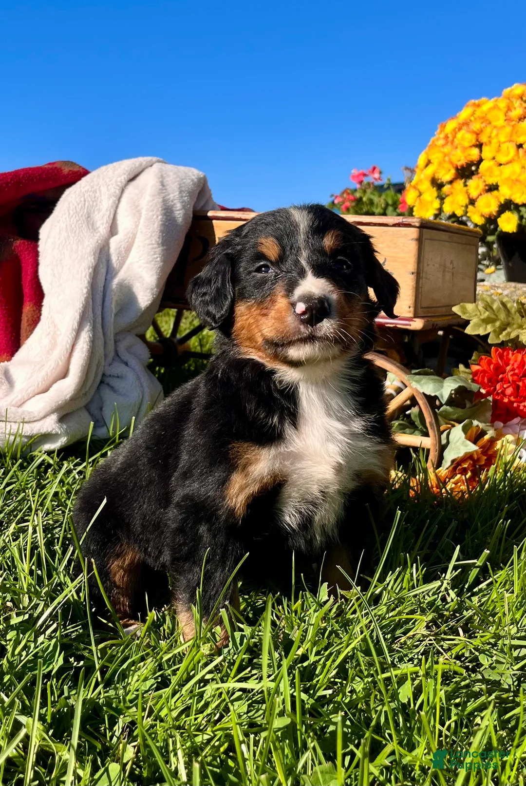 Bernese Mountain Dog dogs for sale: Rosalie❤️AKC Genetic Tested American Champion - Ad 2