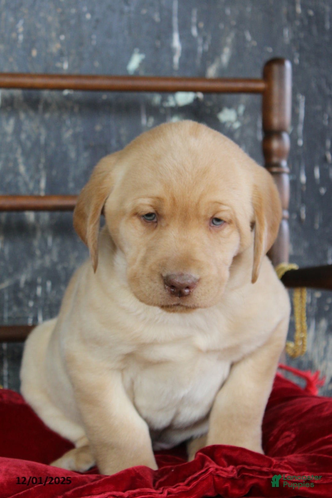 Labrador Retriever dogs for sale: Kody - Ad 3