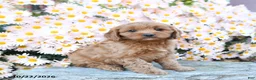 Cavapoo dogs for sale: Twyla - Ad 2