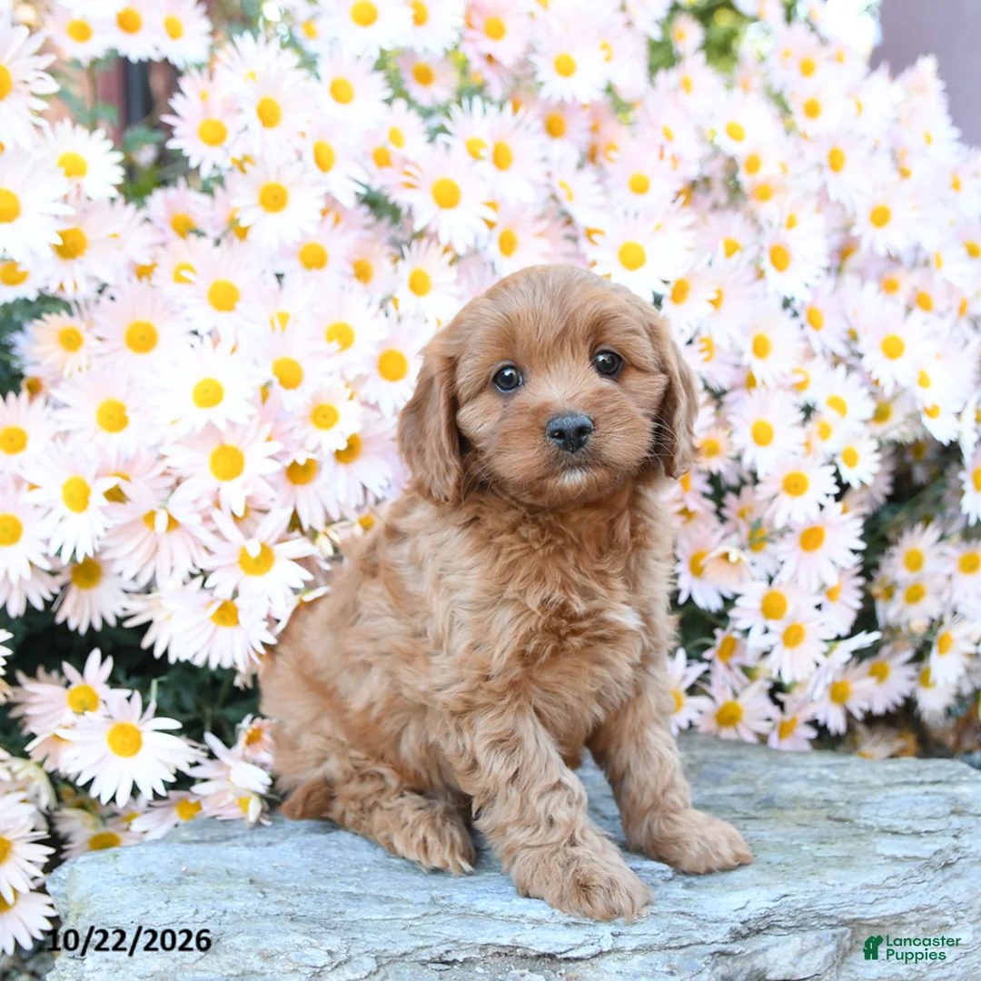 Cavapoo dogs for sale: Twyla - Ad 2