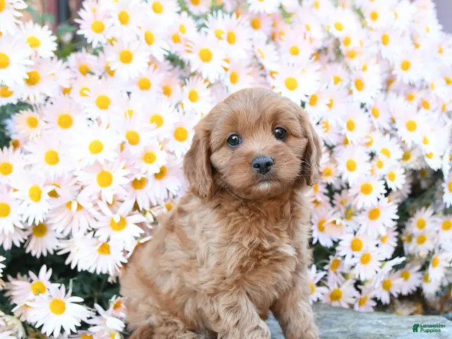 Cavapoo dogs for sale: Twyla - Ad 2