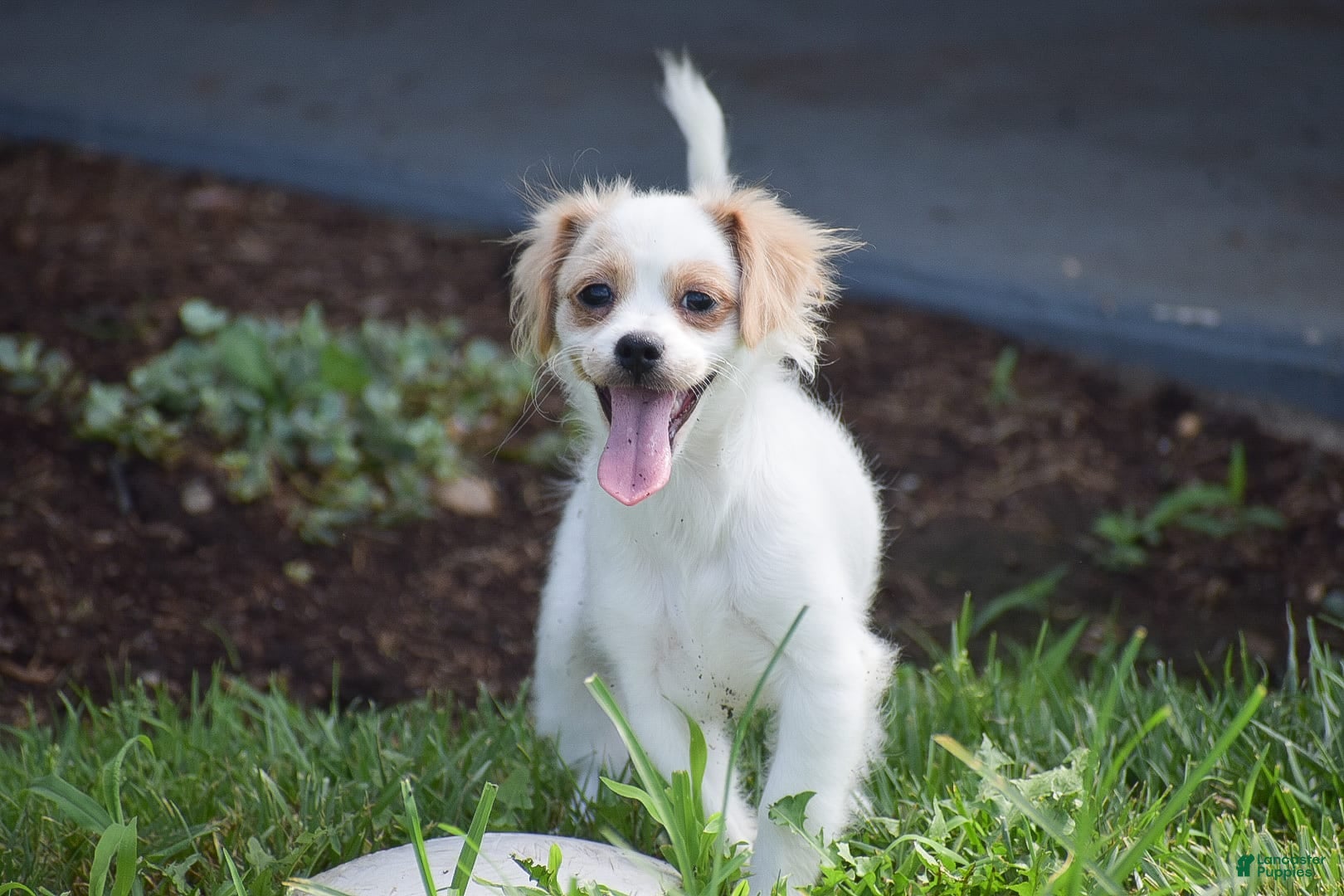 Mixed Breed dogs Hana - Ad 18