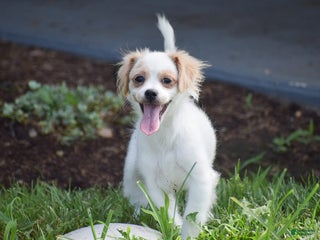 Mixed Breed dogs Hana - Ad 35