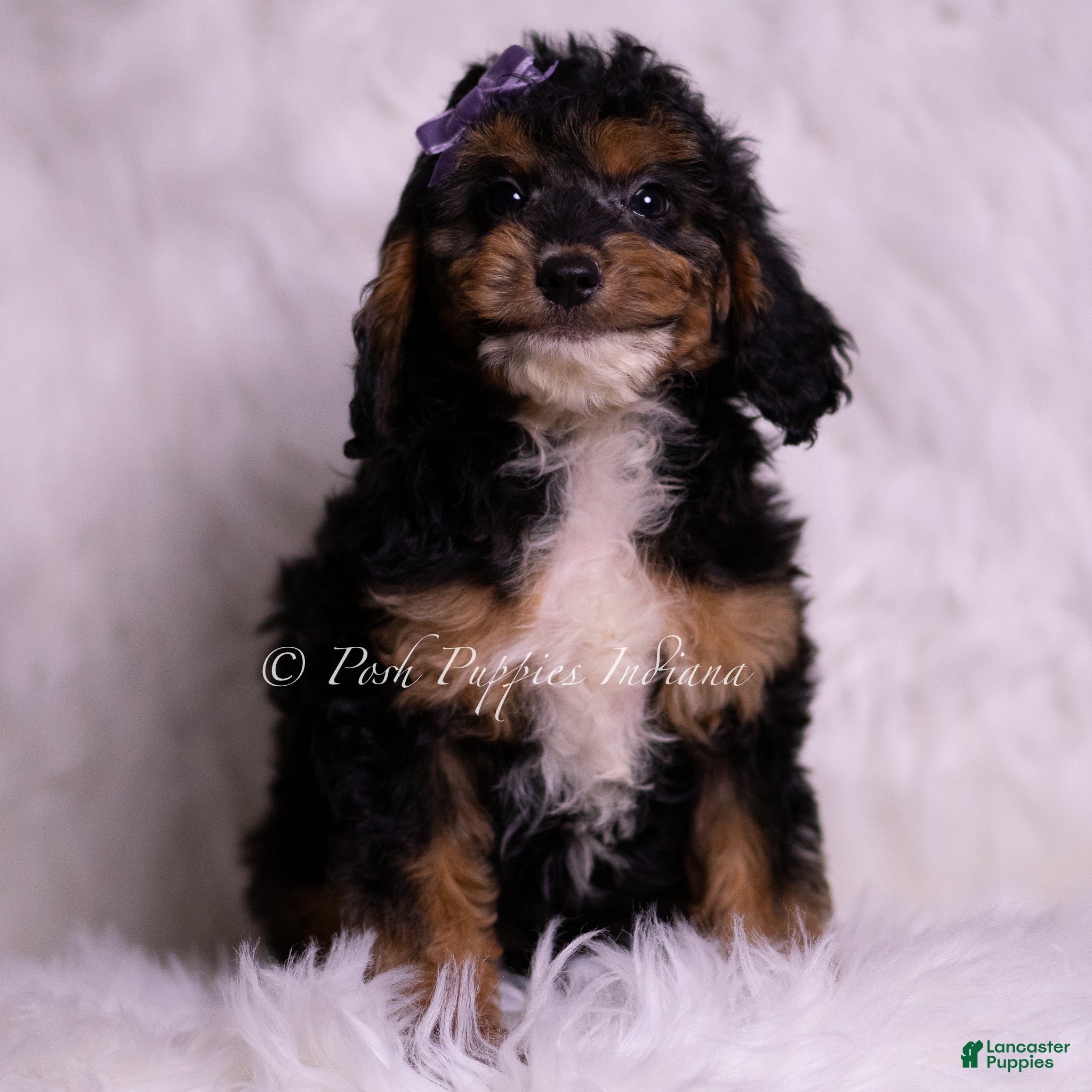 Mini Goldendoodle dogs Jessica  - Ad 23