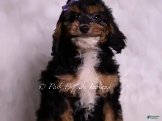 Mini Goldendoodle dogs Jessica - Ad 23