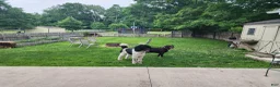 Labradoodle dogs for sale: Labradoodle 1 - Ad 8