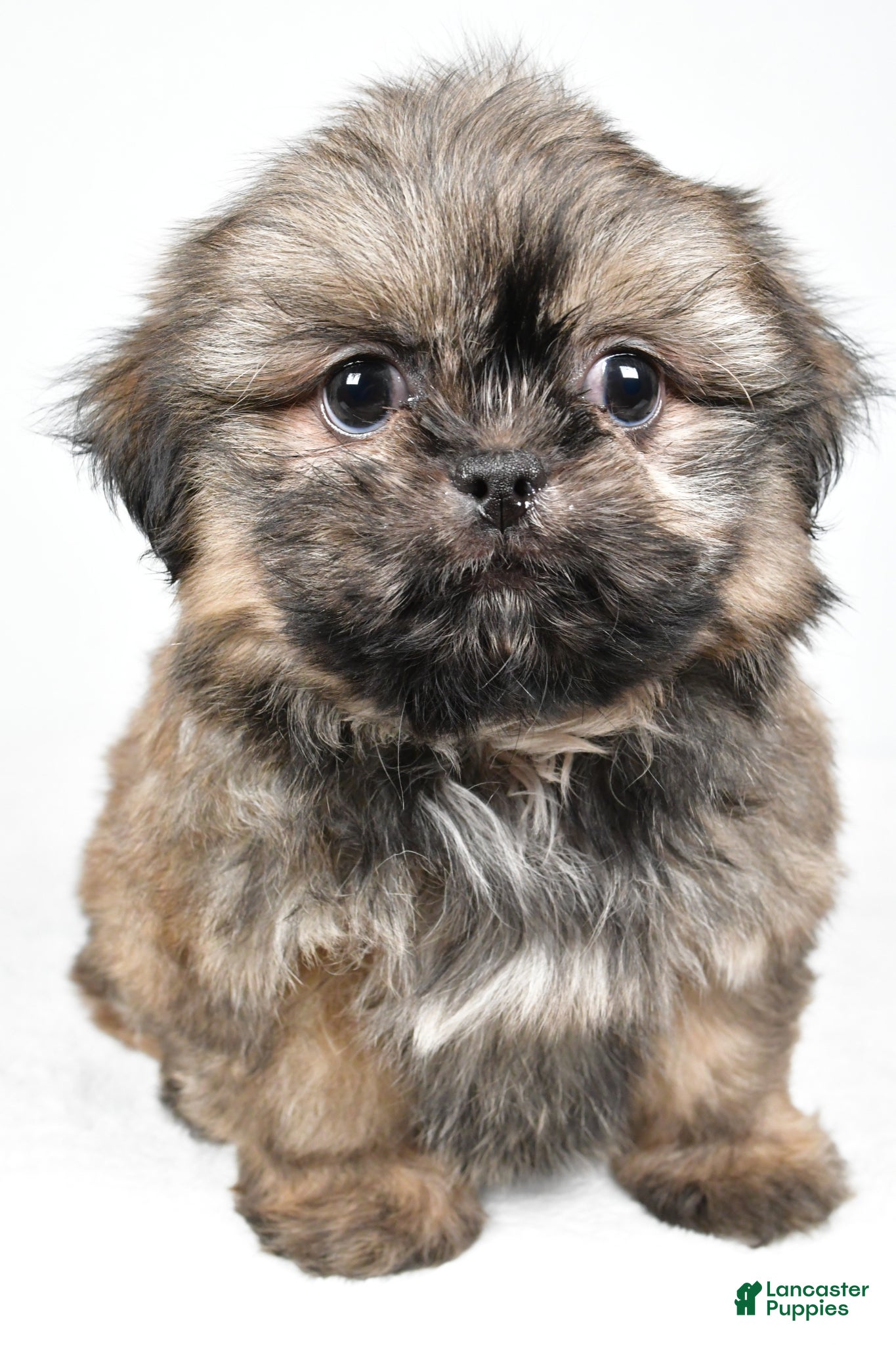 Shih Tzu dogs Quinton - Ad 1