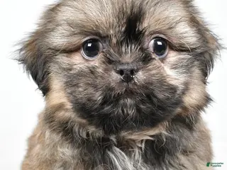 Shih Tzu dogs for sale: Quinton - Ad 2