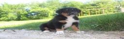 Australian Shepherd dogs for sale: Australian Shepherd Puppy 2 - Ad 4