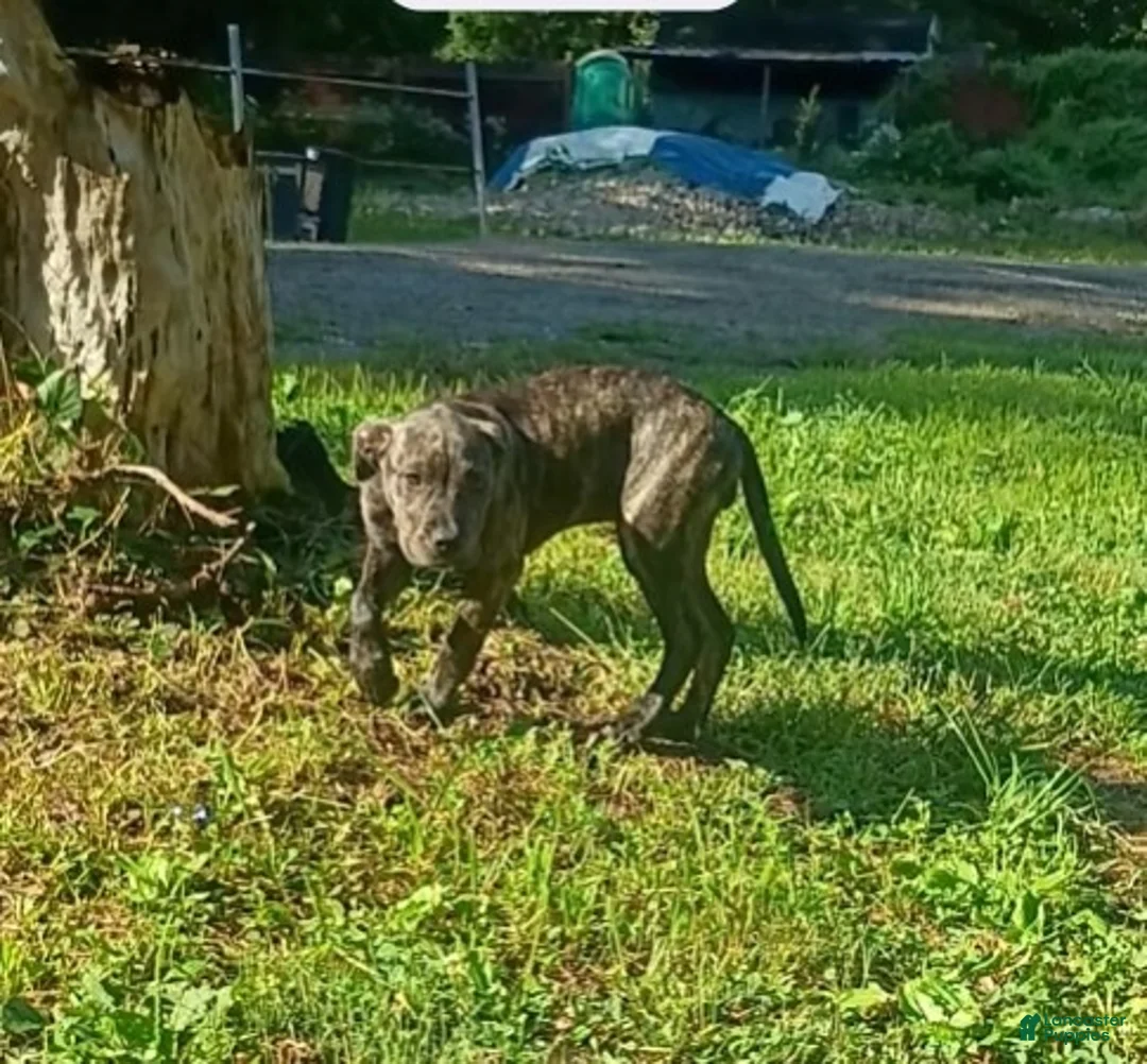 American Pit Bull Terrier dogs for sale: Girl 3 - Ad 2