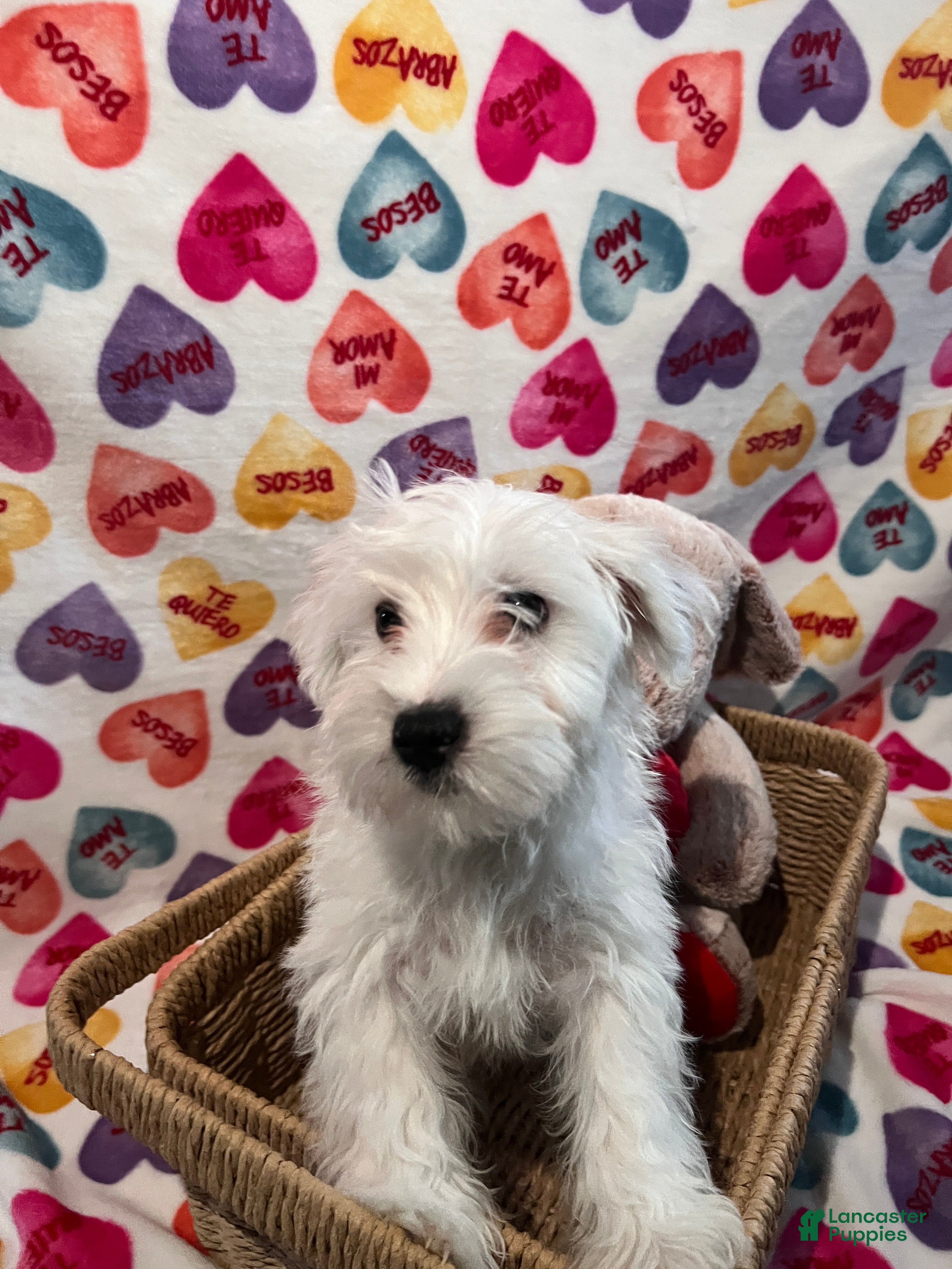 Yochon dogs Morty - Ad 2